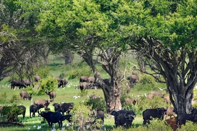 Mont Péko National Park
