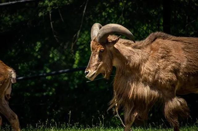 Activité familiale | Nid'Otruche