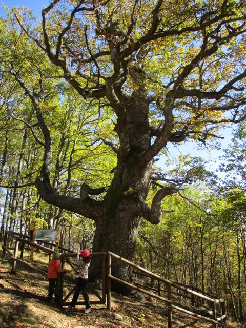 El Roblón del Monasterio