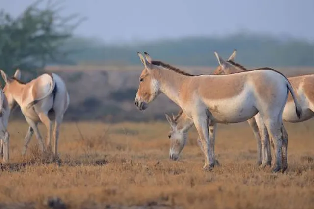 Little Rann Of Kutch - Wild Ass Sanctuary
