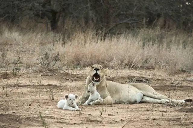 PARTENON ZIHUATANEJO