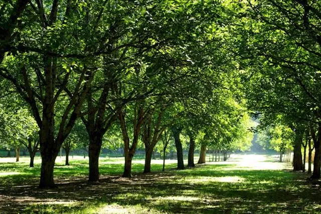 Walnut Tree Farm Park