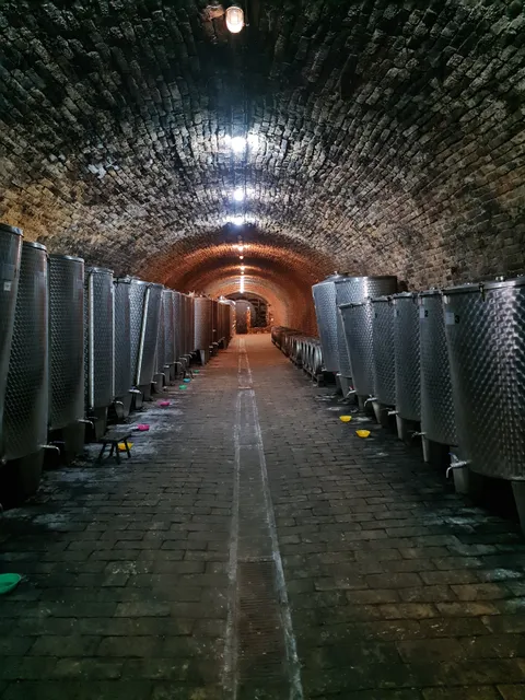 Wine cellar Bajilo
