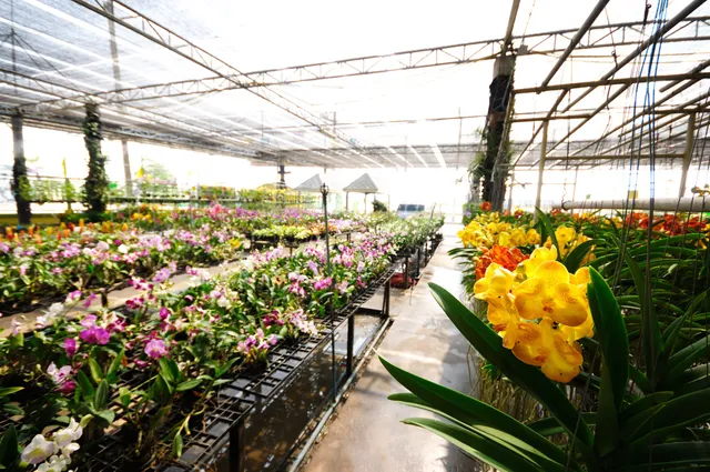 ซูเปอร์มาร์เก็ตกล้วยไม้ แอร์ออร์คิดส์ / Air Orchids Supermarket / Air Orchids & Lab