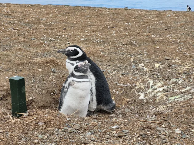 Los Pingüinos Natural Monument