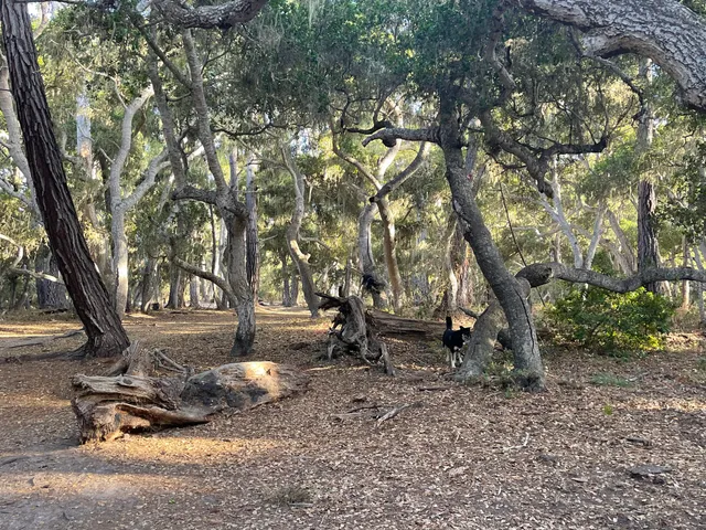 Rip Van Winkle Open Space