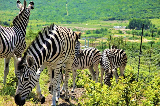 Kadima's Pride of Africa