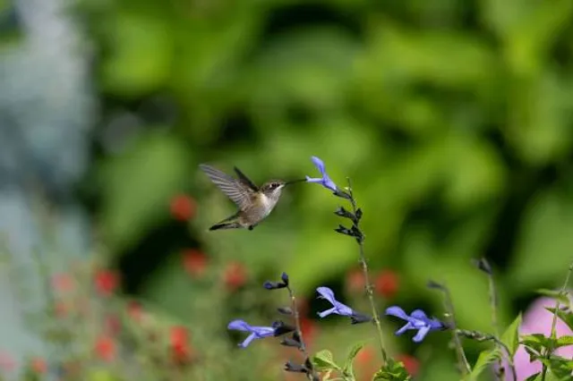 NH Audubon Dahl Wildlife Sanctuary