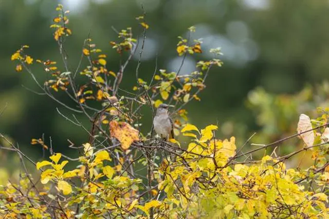 The Nature Trail and Cranberry Bog