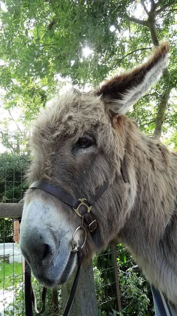 Les ânes en culotte