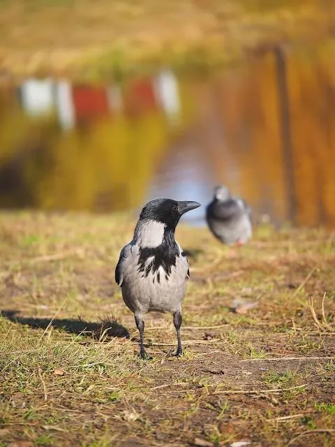 Nankin Mills Recreation Area