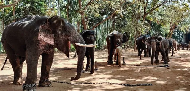 Sakrebyle Elephant Camp