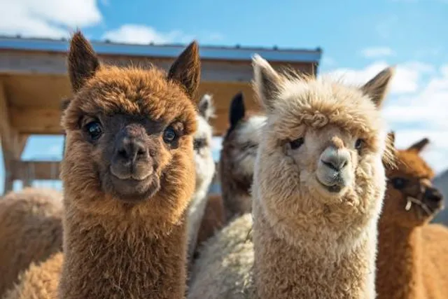 Alpaca International