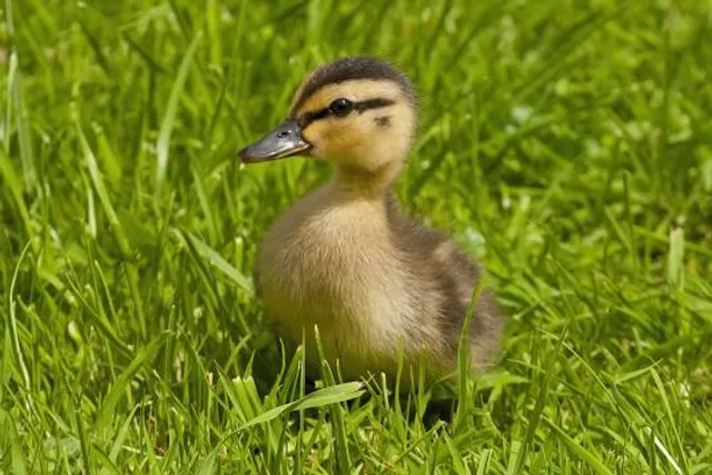 RSPB Scotland Lochwinnoch