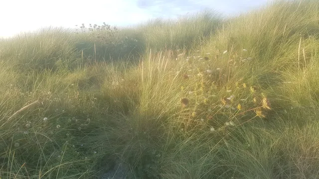 Presqu'île Sainte-Marguerite