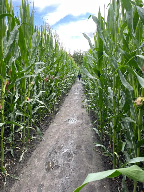 Maislabyrinth Lütetsburg