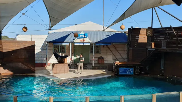 Seals for the Wild Show