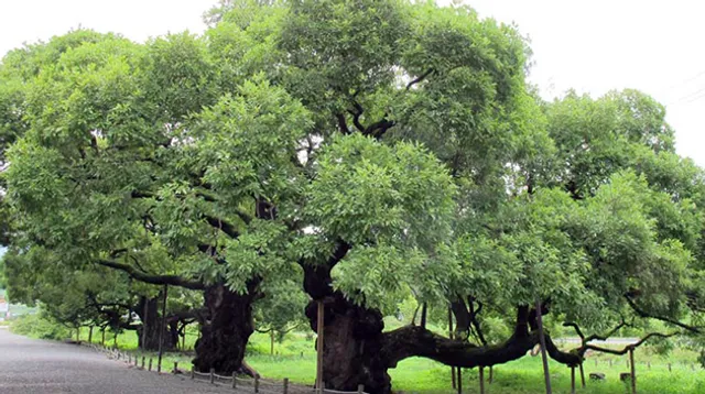 The Chunghyo-dong Willow Tree Colony