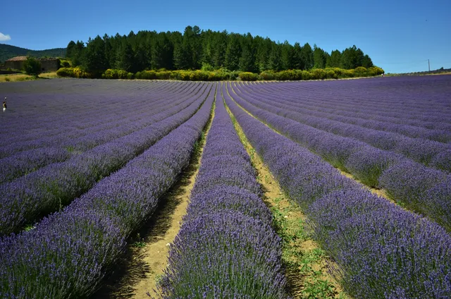 Lavender Trail