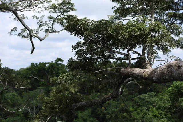 Reserva Ecologica Taricaya