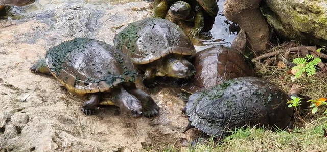 Couples Sans Souci Sunset Beach