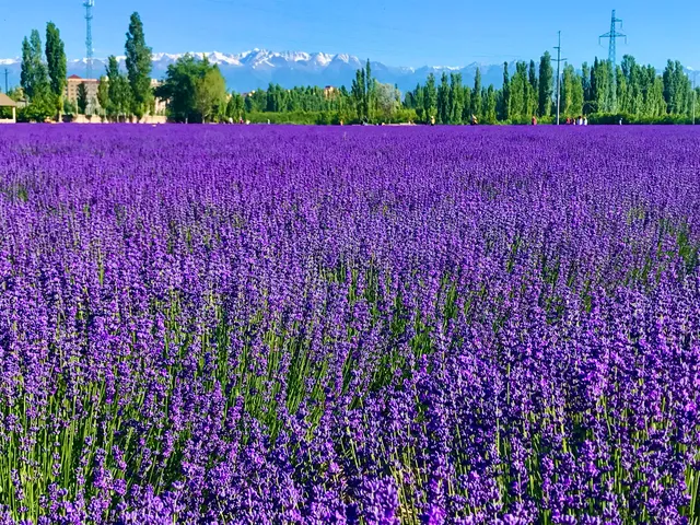 Jieyou Princess Lavender Park