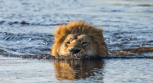 Lions Water Adventure