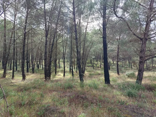 Mata Nacional Das Virtudes