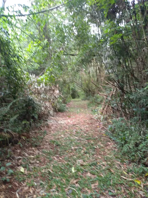 Municipio de San Pedro