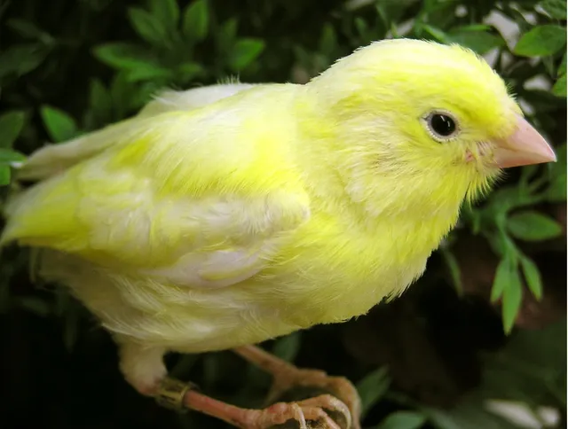 Harzer Roller-Kanarien-Museum