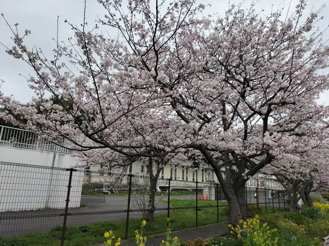 Gyotoku Yacho no Rakuen (Bird Sanctuary)