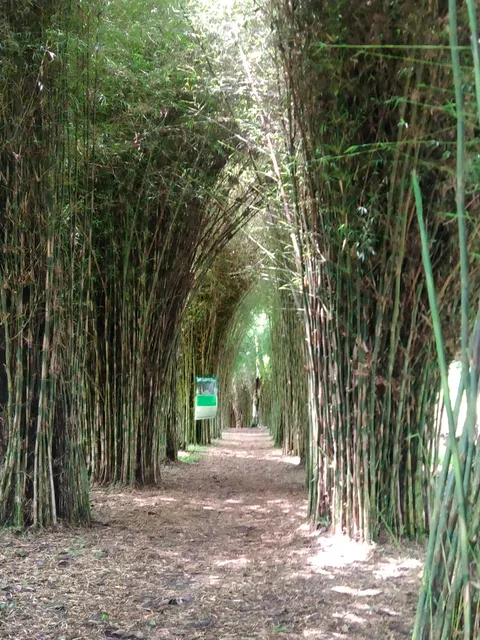 El Paraíso del Bambú y La Guadua