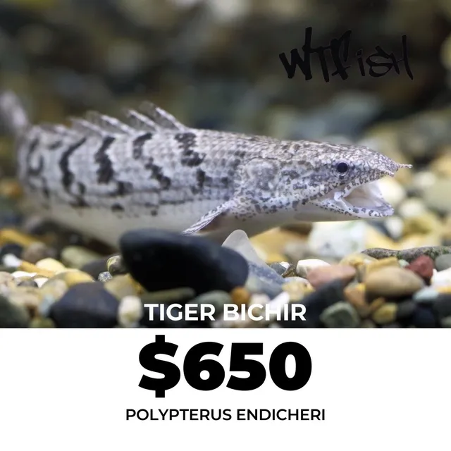 Wat The Fish (WTFish)