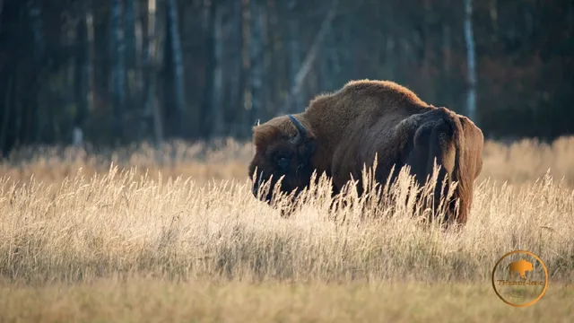 Schorfheide Wildlife Park