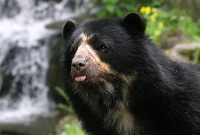Expedition Peru: Trek of the Andean Bear