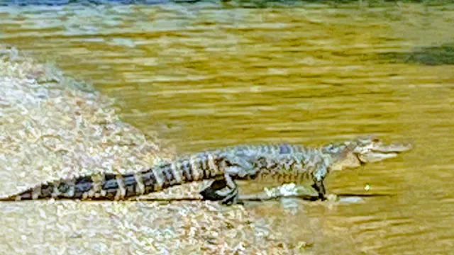 Swamp Tours of Acadiana