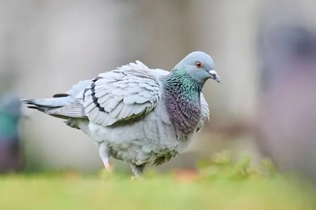 Tour d'Eben-Ezer - Toren van Eben-Ezer (ASBL Musée du Silex)