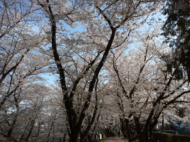 Yamato Adventure Forest Athletic Field