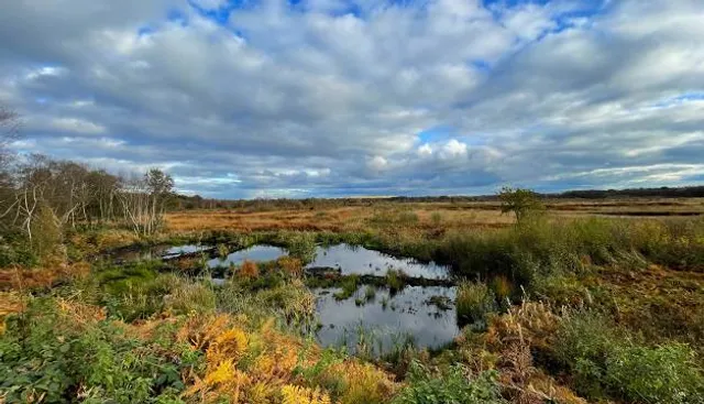 Risley Moss
