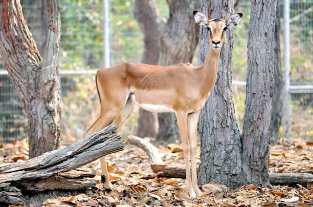 Winged Deer Park