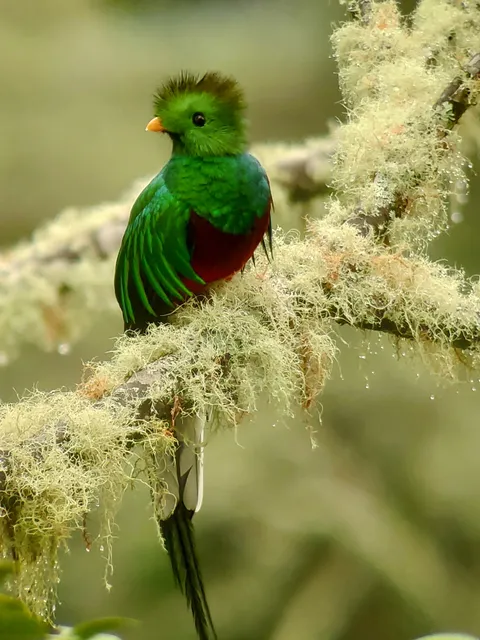 Parque Nacional Los Quetzales