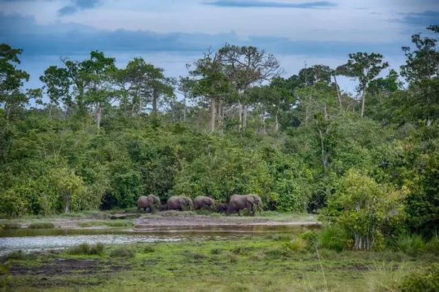 Odzala-Kokoua National Park