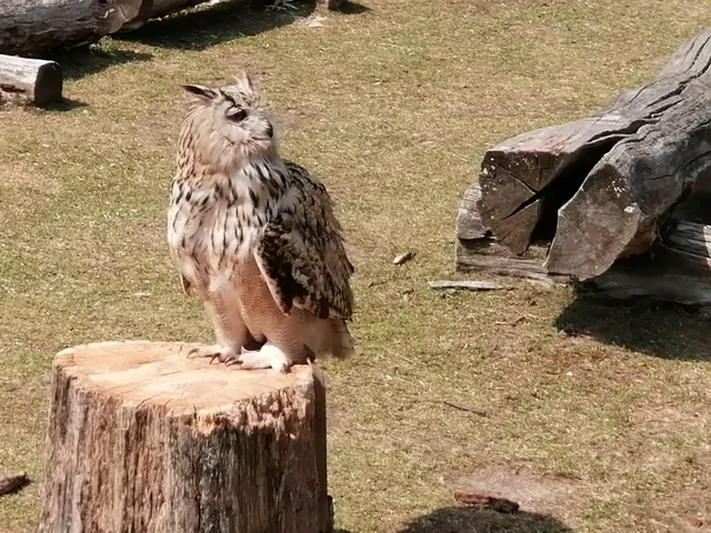 Greifvogel-Flugschau