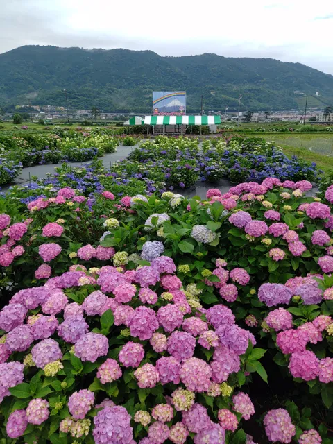 Kaisei Hydrangea Village