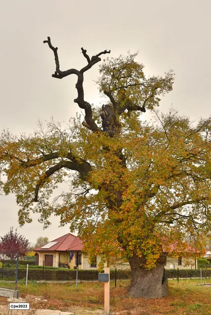 Dąb "Prastary"