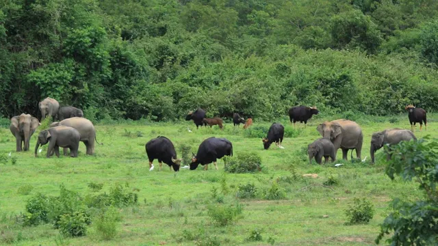 Elephant Observatory Site, Kui Buri National Park