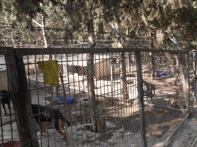 Kyrenia Animal Rescue Centre