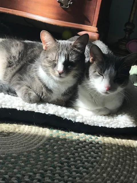 Cat Clinic of Plymouth