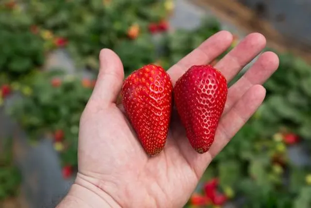 משק בגבעה - קטיף עצמי בגדרה