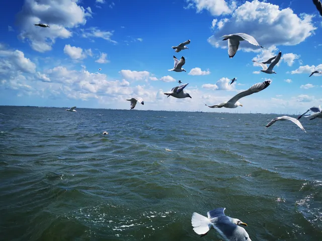 Rundfahrten mit dem Fischkutter Möwe